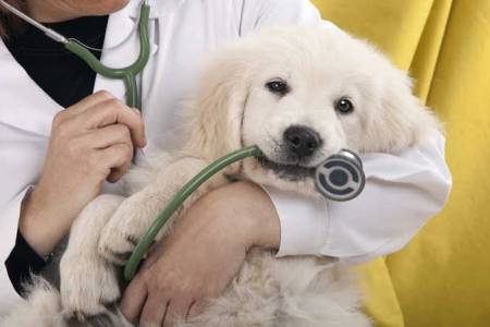 Veterinarian job Nyali in Mombasa