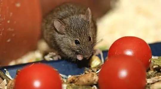 Rodent-Free Living Starts Here - Expert Solutions for Swift Rodent Control in Mombasa