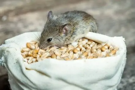 Rodent-Free Living Starts Here - Expert Solutions for Swift Rodent Control in Mombasa