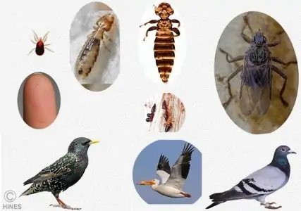 Bid Farewell to Bird Lice - Specialized Pest Control for a Lice-Free in Mombasa