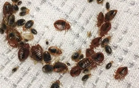 Rest Easy with Bedbug-Free Living - Professional Extermination Services in Mombasa