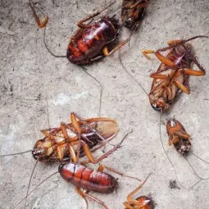 Swift and Effective Cockroach Extermination - Your Solution for a Roach-Free Home.