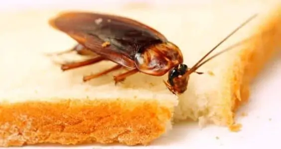 Swift and Effective Cockroach Extermination - Your Solution for a Roach-Free Home.