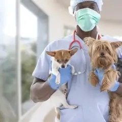 Veterinarian Thomas